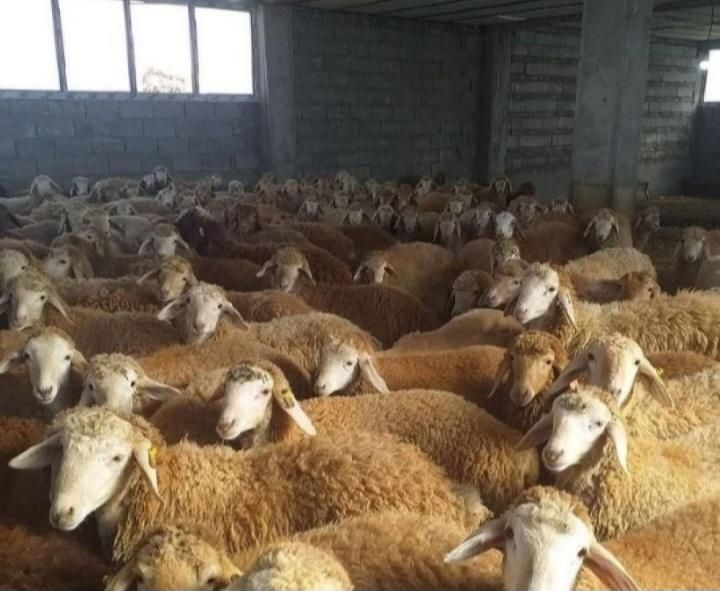 گوسفندنذری.کربلایی‌تمام۲۲منطقه تهران ارسال میشود|حیوانات مزرعه|تهران, خانی‌آباد|دیوار