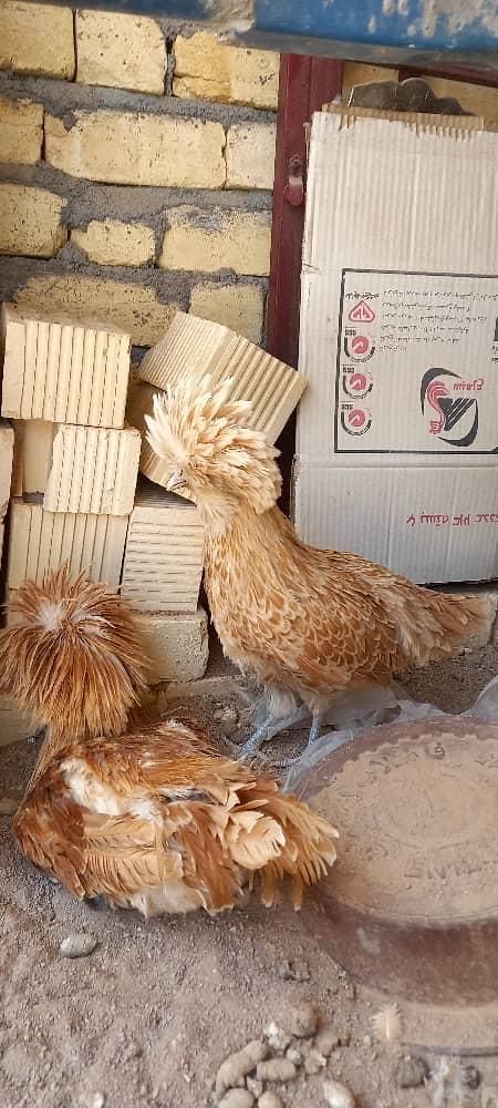 مرغ لهستانی|حیوانات مزرعه|لنجان, |دیوار