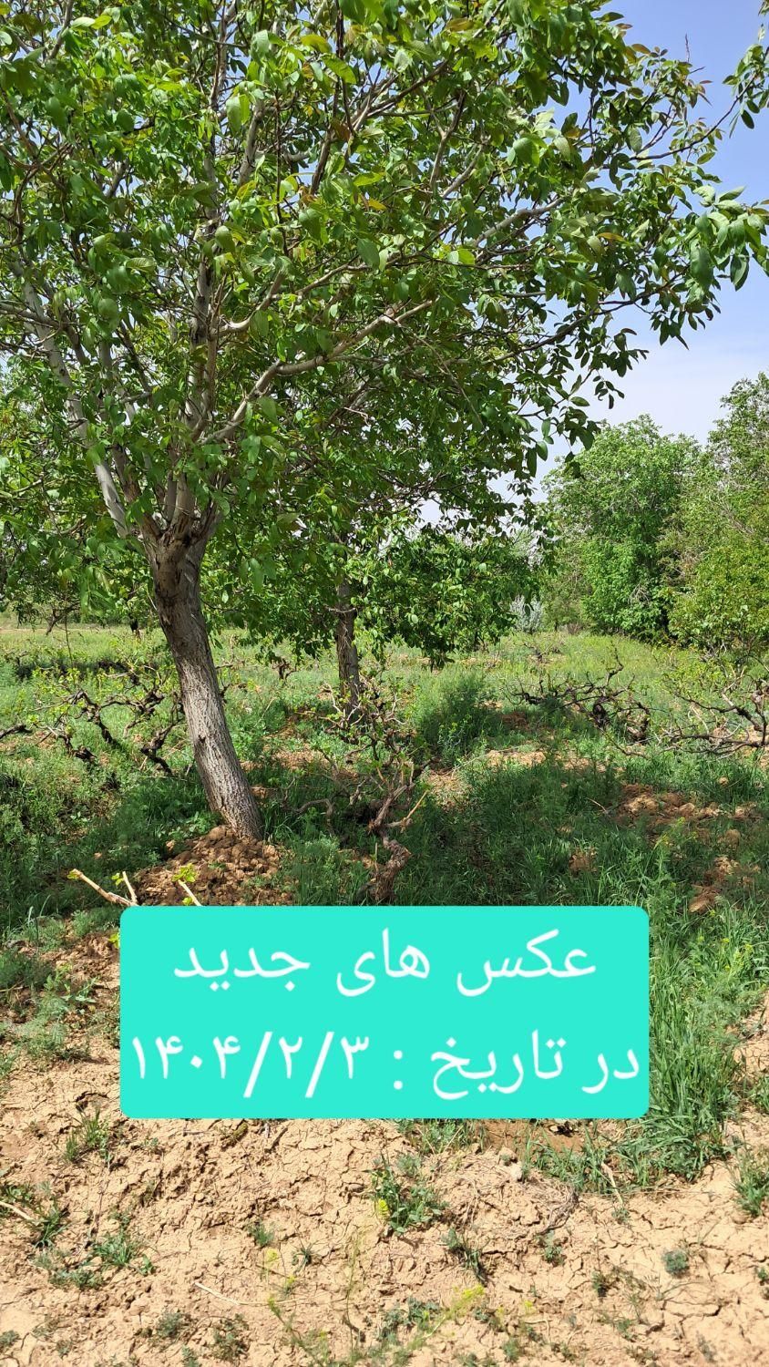 باغ انگور|فروش زمین و ملک کلنگی|تهران, بریانک|دیوار