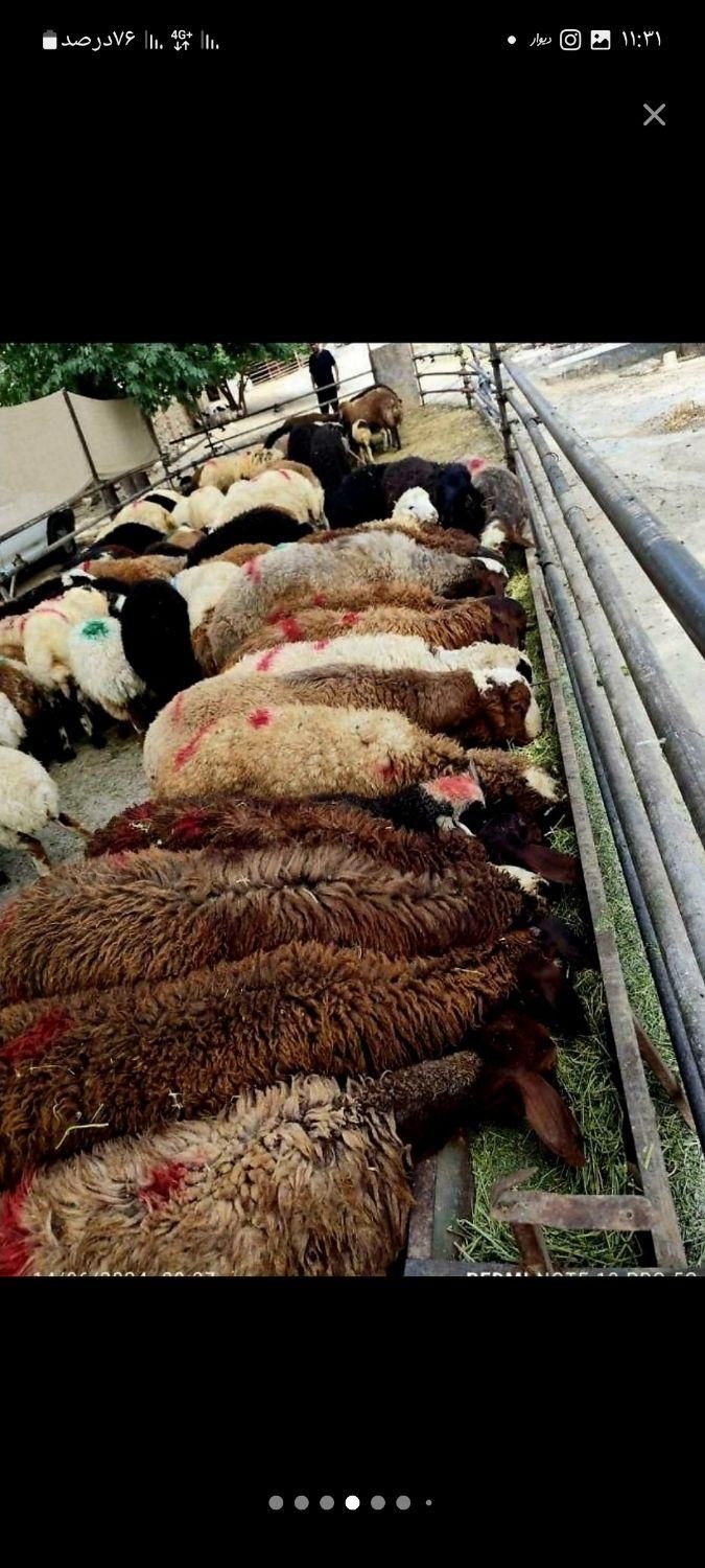 بشتابید*گوسفند قربانی مزررعه نمونه((زنده|حیوانات مزرعه|مشهد, ارشاد|دیوار