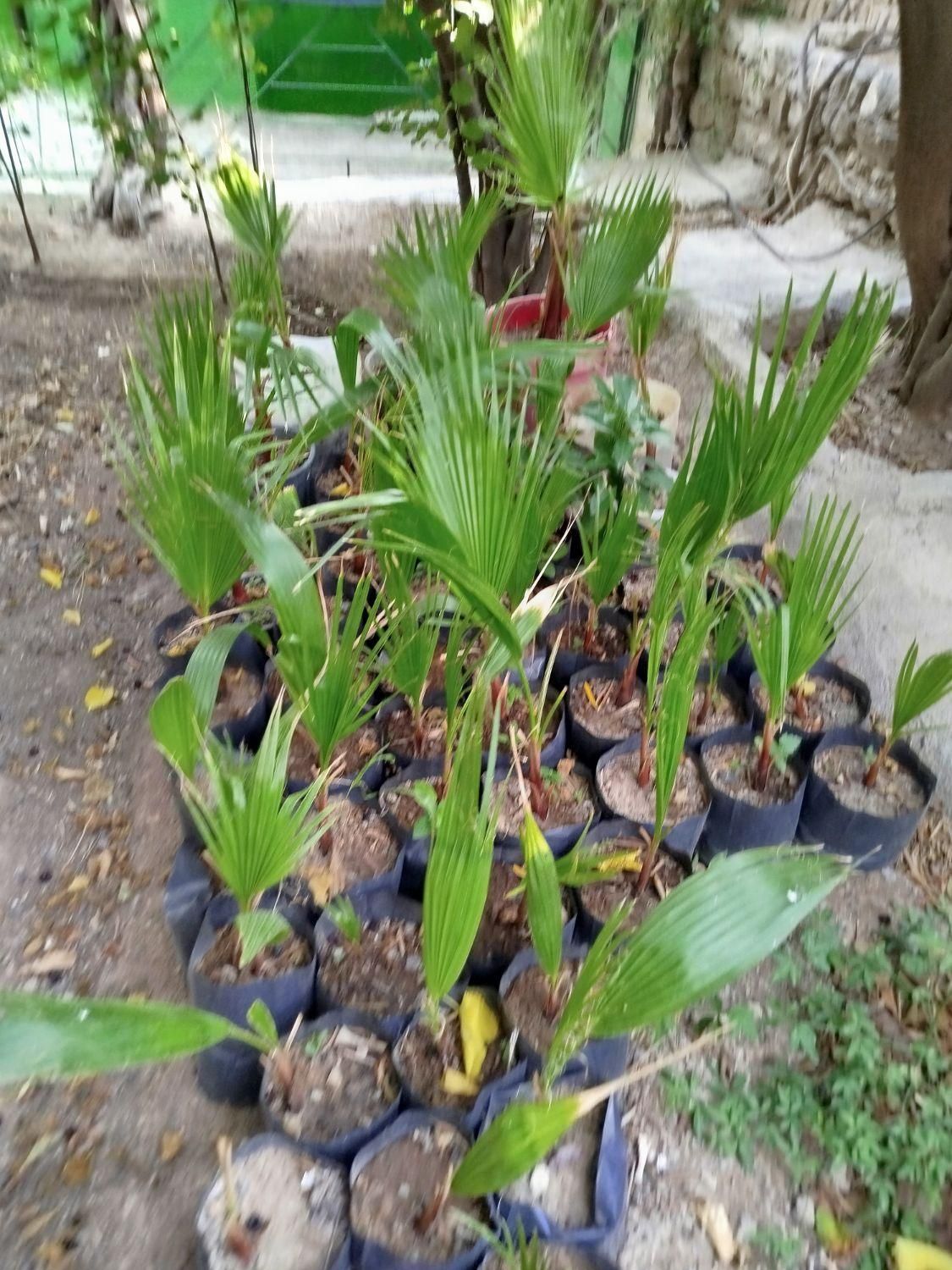 نخل تزیینی برگ بادبزنی|گل و گیاه طبیعی|لوشان, |دیوار