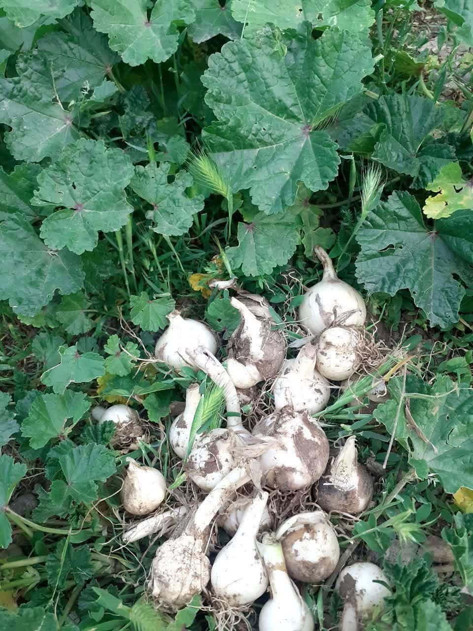 موسیر تازه کوهی شهرستان|خوردنی و آشامیدنی|تهران, آذری|دیوار