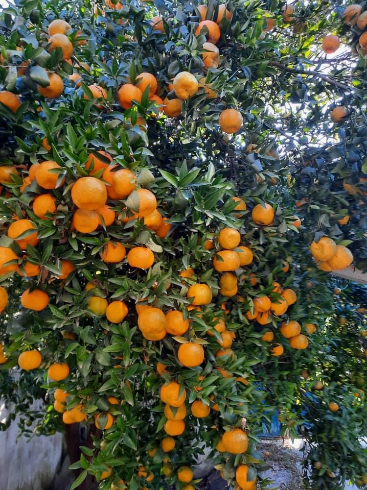 پرتقال عرضه مستقیم از باغ|خوردنی و آشامیدنی|تهران, سهروردی|دیوار