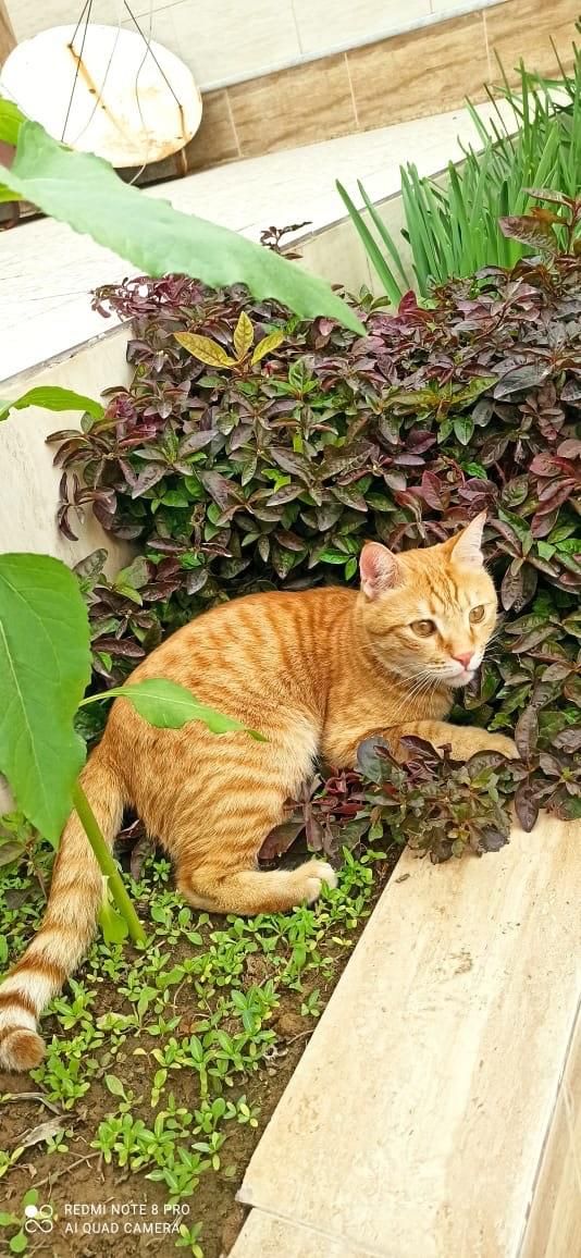 گربه گمشده|گربه|برازجان, |دیوار