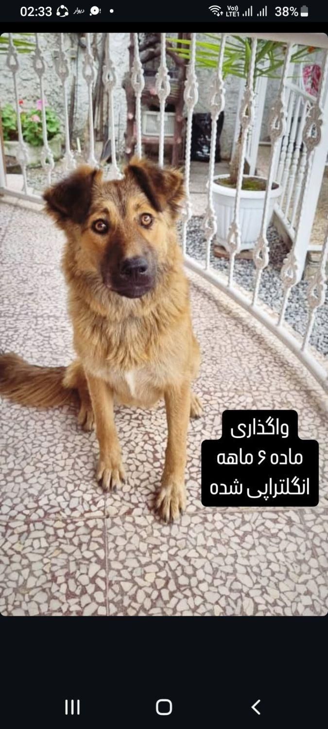 واگذار  قلاده سگ دو ماهه و ۶ ماهه ماده به صورت جدا|سگ|نور, |دیوار