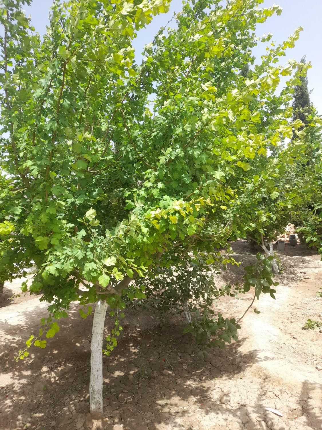 باغ و باغچه ۱۵۴ متری / چسبه بافته مسکونی|فروش زمین و ملک کلنگی|تهران, امیریه|دیوار