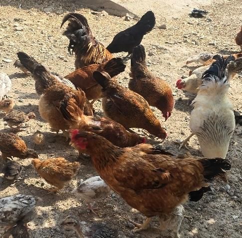 تعدای مرغ و خروس و جوجه|حیوانات مزرعه|بندر ترکمن, |دیوار