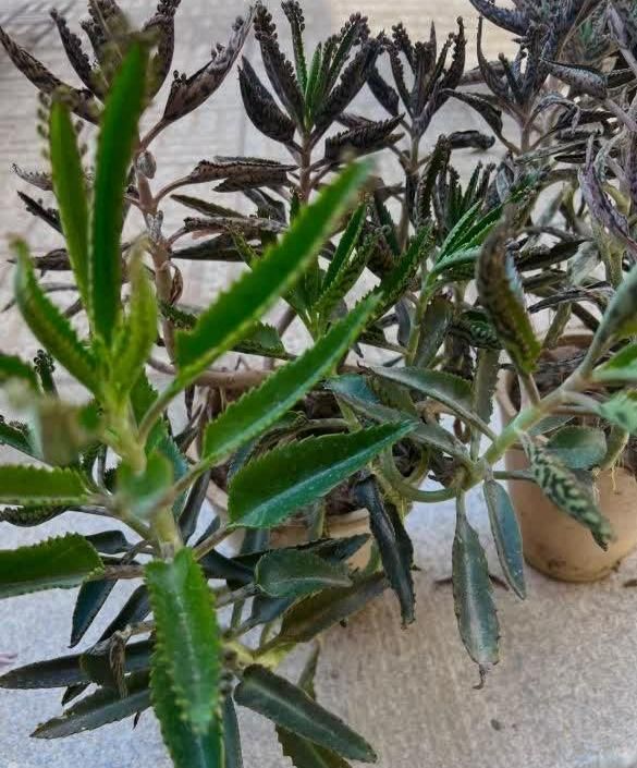 گیاه اشک تمساح|گل و گیاه طبیعی|اصفهان, بوستان آینه خانه|دیوار