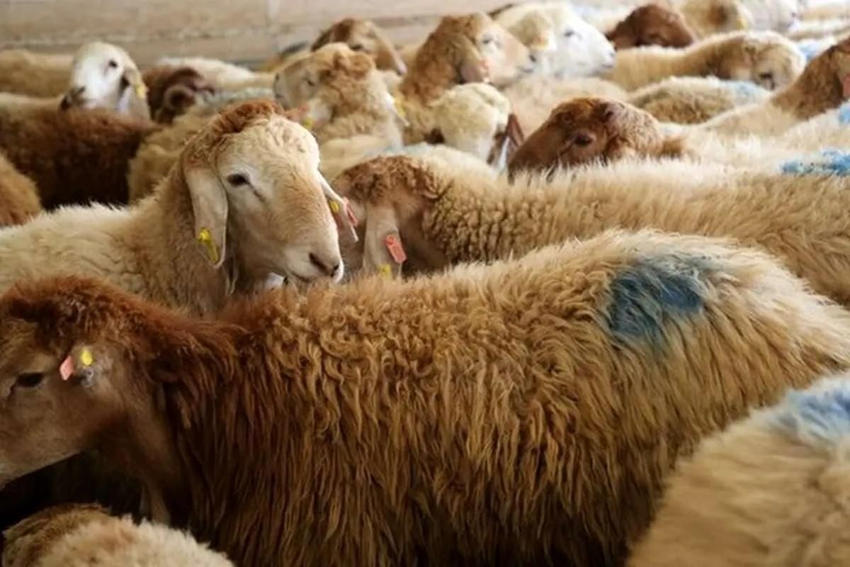 گوسفند.گاو.زنده.باهر قیمتی.گشتار رایگان|حیوانات مزرعه|مشهد, نوید (بلوار کشاورز)|دیوار