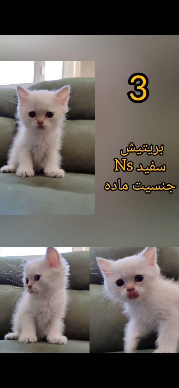 گربه اصیل اسکاتیش و بریتیش تحویل در کلینیک|گربه|مشهد, دانشجو|دیوار