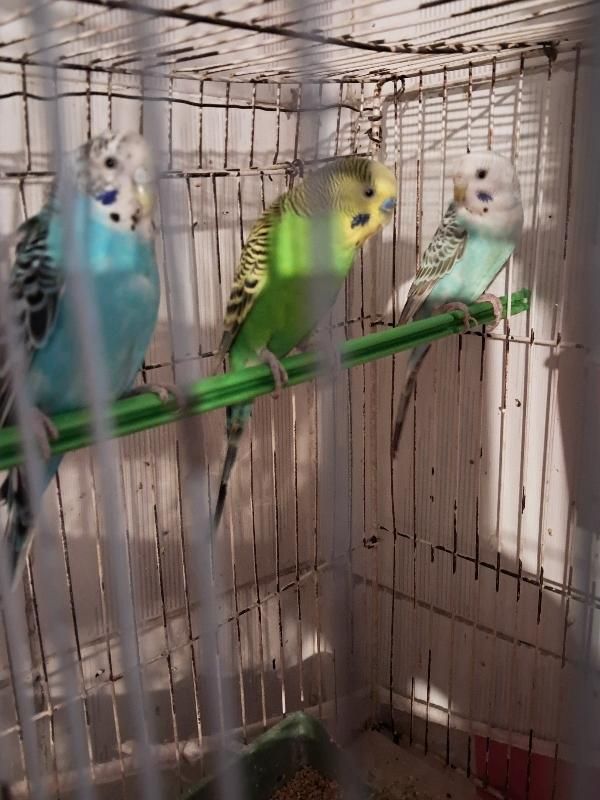 یک جفت مرغ عشق مولد به همراه جوجه شون|پرنده|مشهد, بلال|دیوار