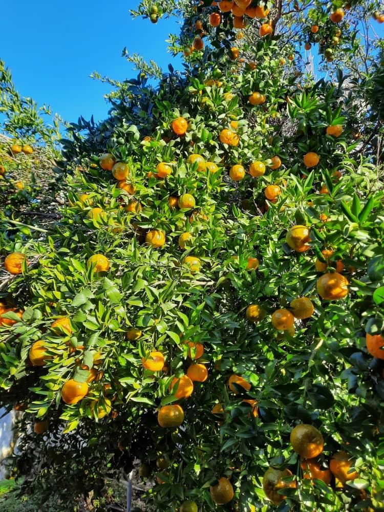 پرتقال عرضه مستقیم از باغ|خوردنی و آشامیدنی|تهران, سهروردی|دیوار