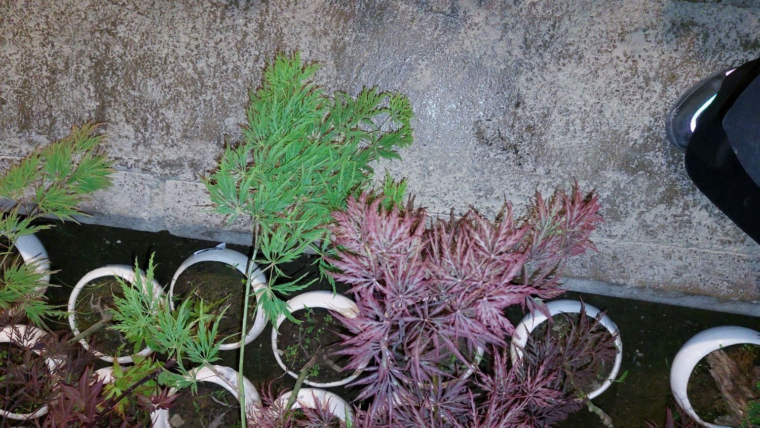 بن سای افرا بنسای نانا|گل و گیاه طبیعی|تهران, استاد معین|دیوار