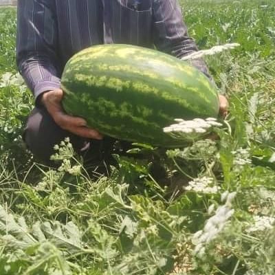 هندوانه اورگانیک|خوردنی و آشامیدنی|باغ ملک, |دیوار