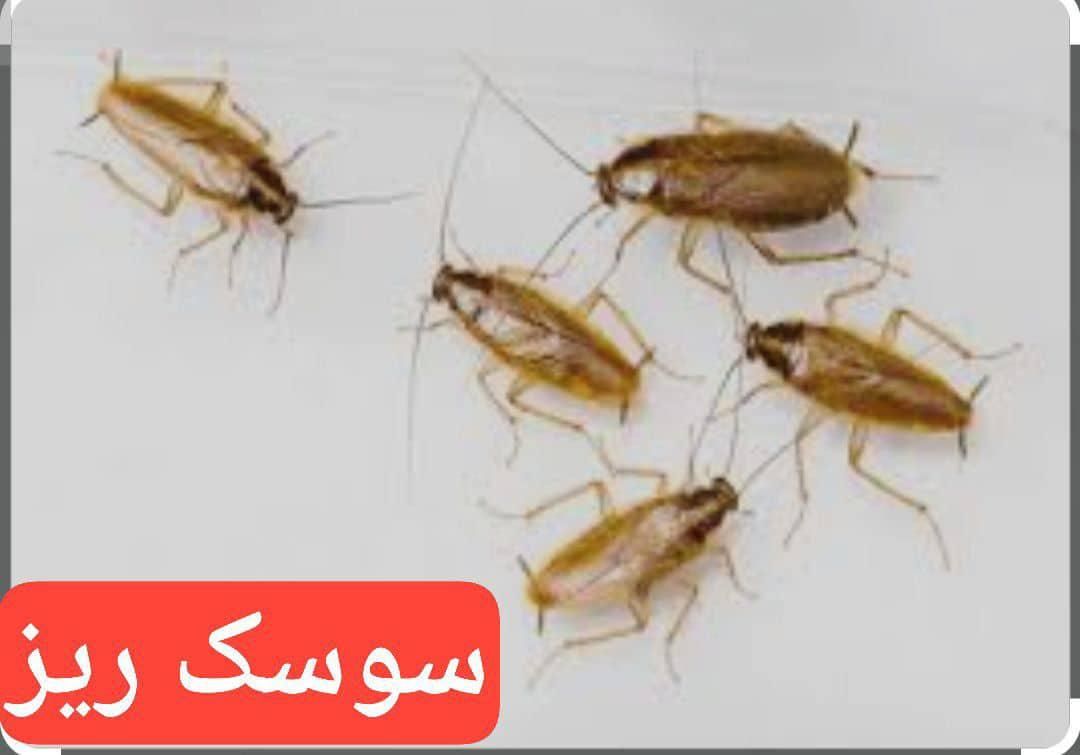 سمپاشی/موریانه زدایی کل اهواز/سم پاشی انواع حشرات|خدمات نظافت|اهواز, کیانپارس |دیوار