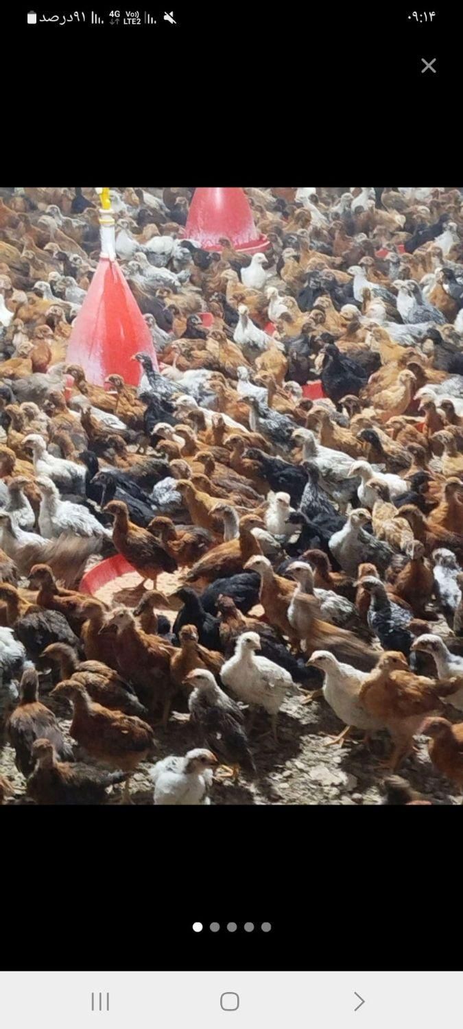 جوجه مرغ و خروس|حیوانات مزرعه|رشت, فلسطین|دیوار