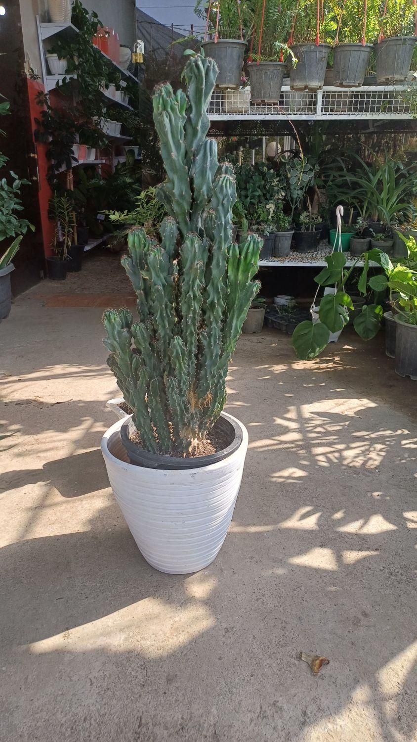کاکتوس صخره ای سایز بزرگ|گل و گیاه طبیعی|رشت, بازار|دیوار