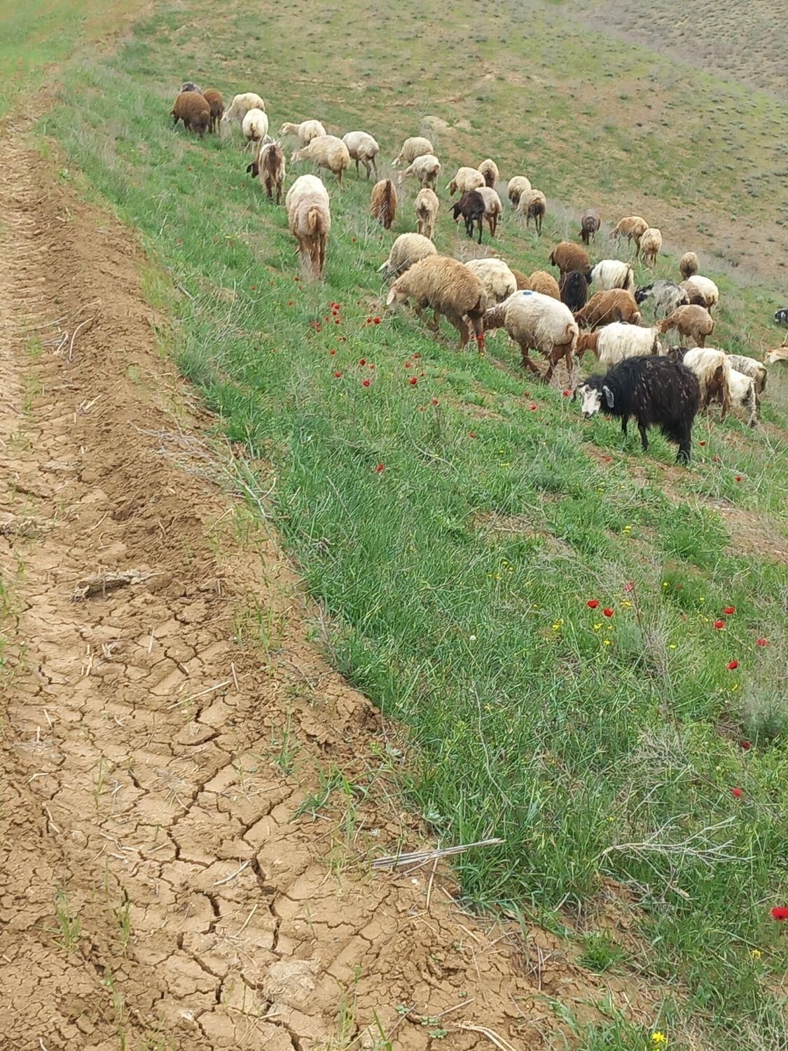چرخاندن گوسفند درییلاق|استخدام صنعتی، فنی، مهندسی|گرمی, |دیوار
