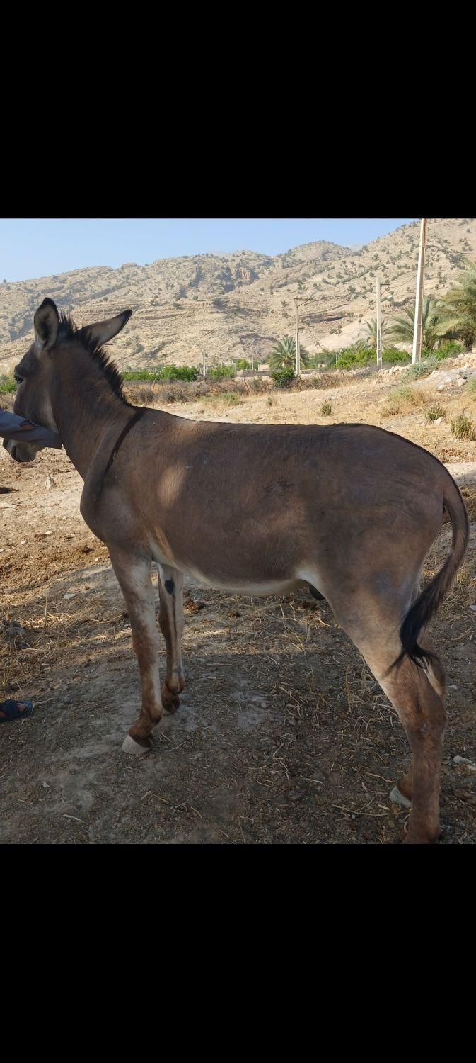 الاغ|حیوانات مزرعه|شیراز, آبیاری|دیوار