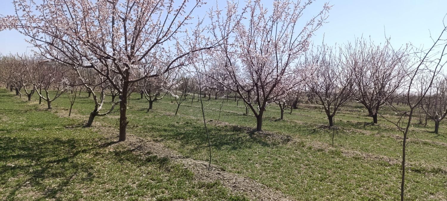 باغچه واقع در روستای قره گوز ایل|فروش خانه و ویلا|ارومیه, |دیوار