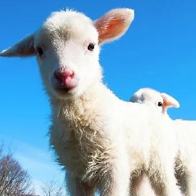 نیازمند چوپان عشایری همراه با خانواده(بومی اردبیل)|استخدام سرایداری و نظافت|مشگین شهر, |دیوار