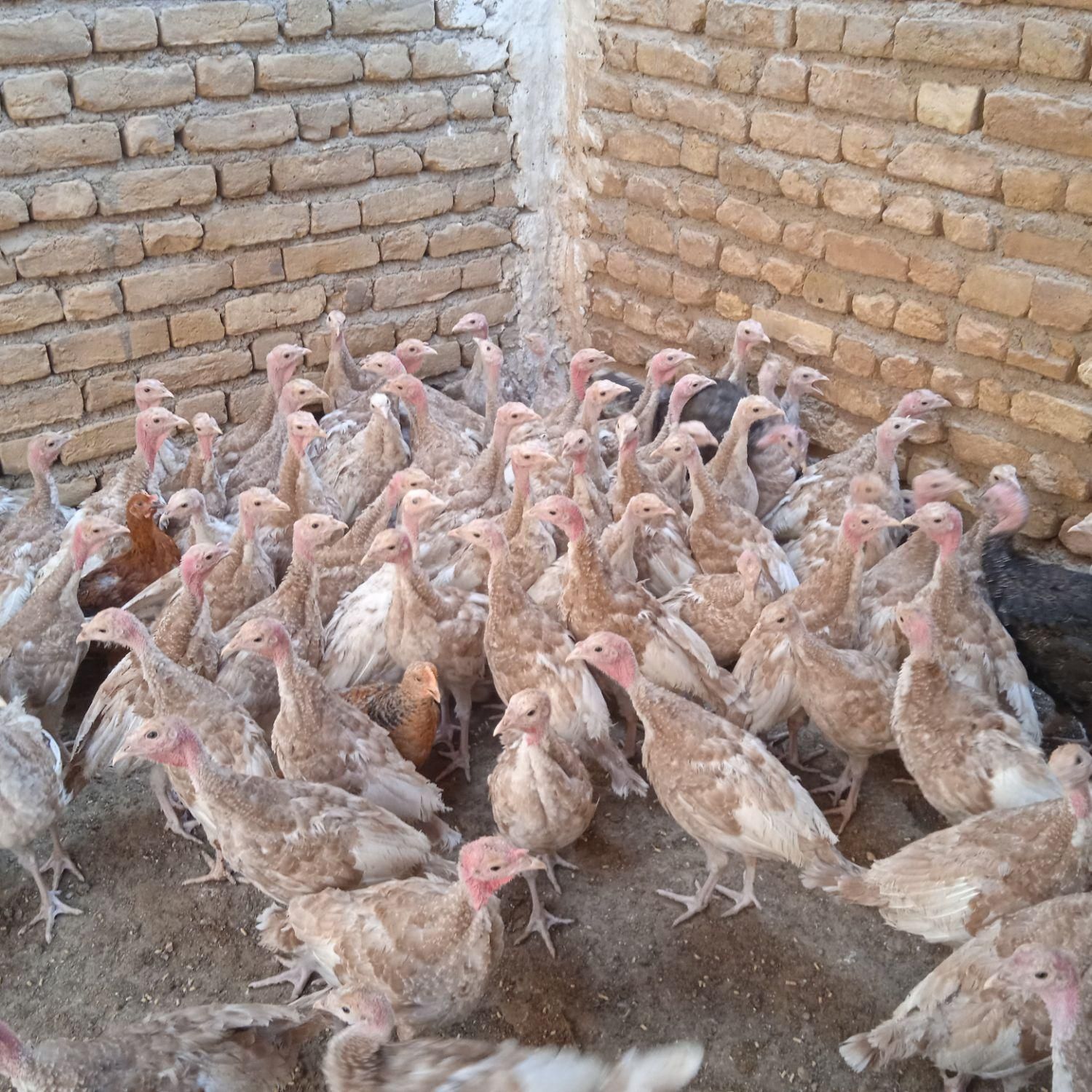 جوجه‌بوغلمون‌بربن|حیوانات مزرعه|تربت‌حیدریه, حسنی بالا|دیوار