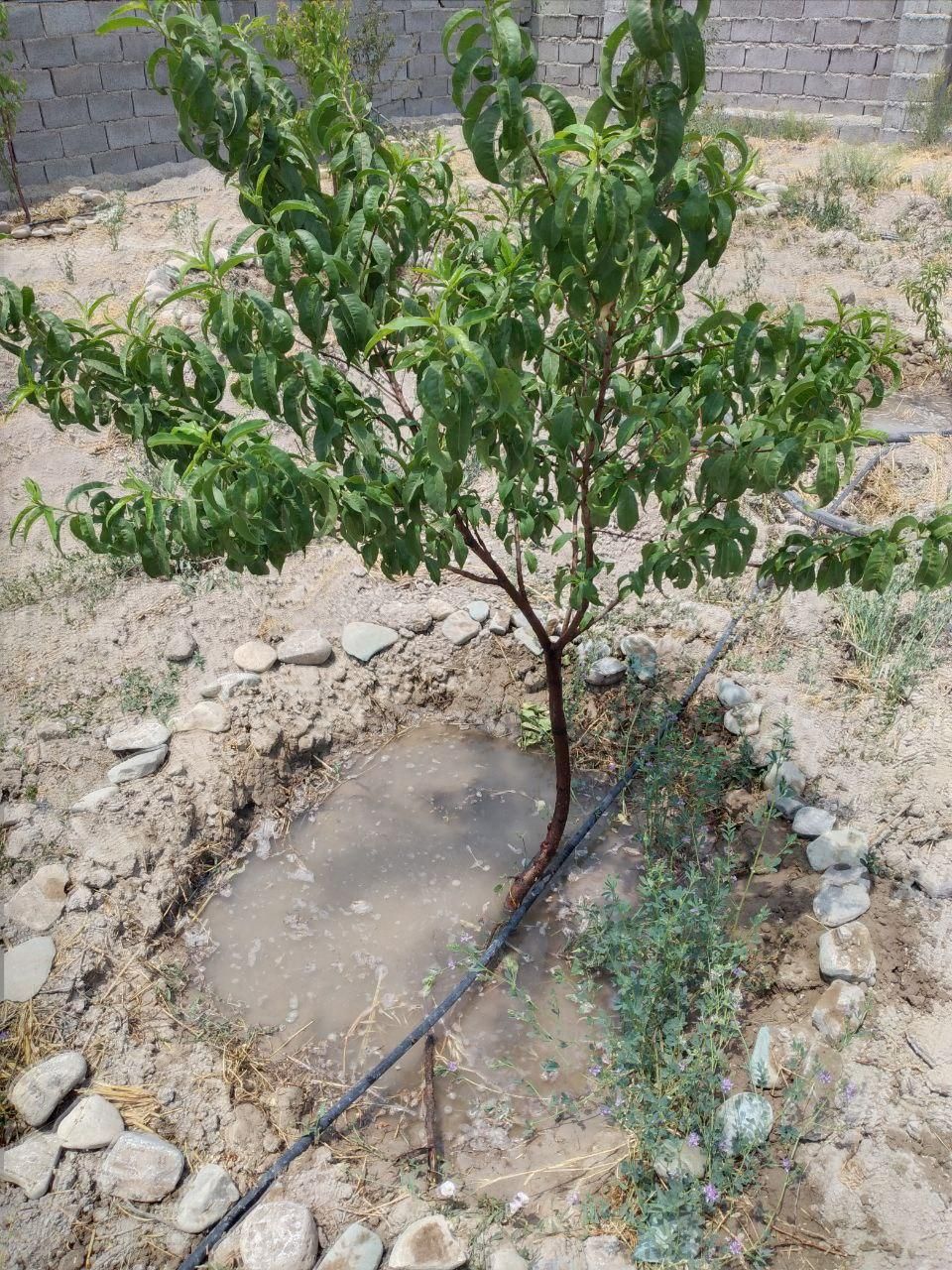 باغ/باغچه/چهاردیواری/زمین/سنددار|فروش زمین و ملک کلنگی|تهران, عبدل‌آباد|دیوار