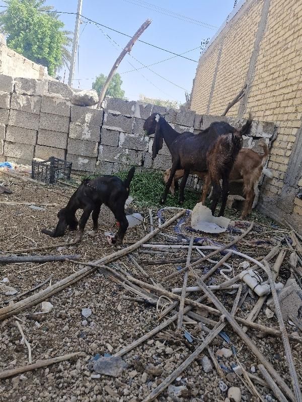 بز پاکستانی با کهرش|حیوانات مزرعه|جهرم, |دیوار