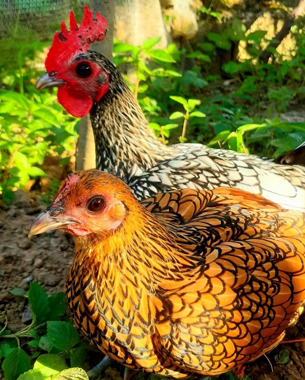 جوجه سیبرایت|پرنده|صومعه‌سرا, |دیوار