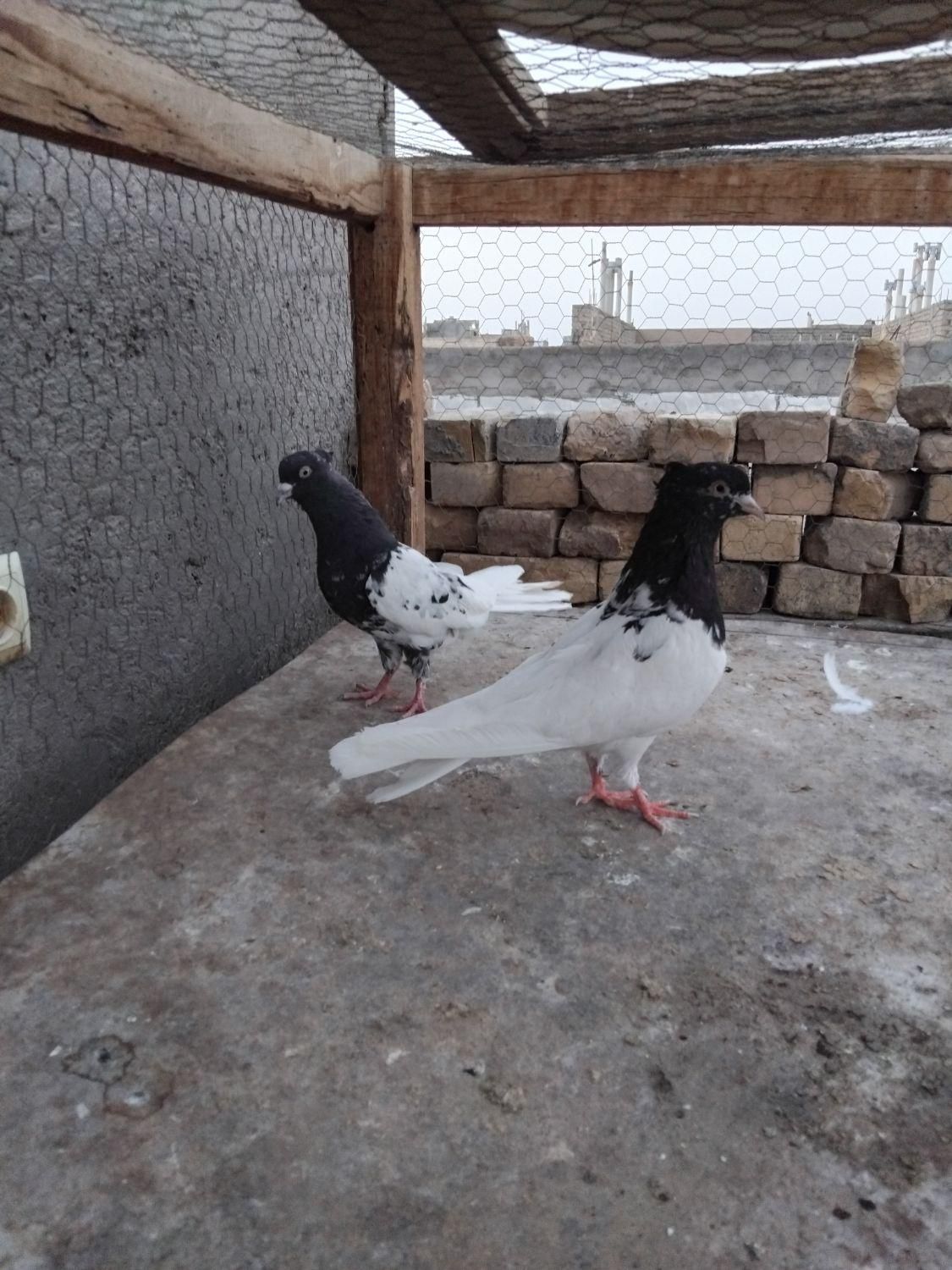 غاز‌کبوتر‌پاکستانی‌کله‌سیاه|پرنده|اردکان, |دیوار