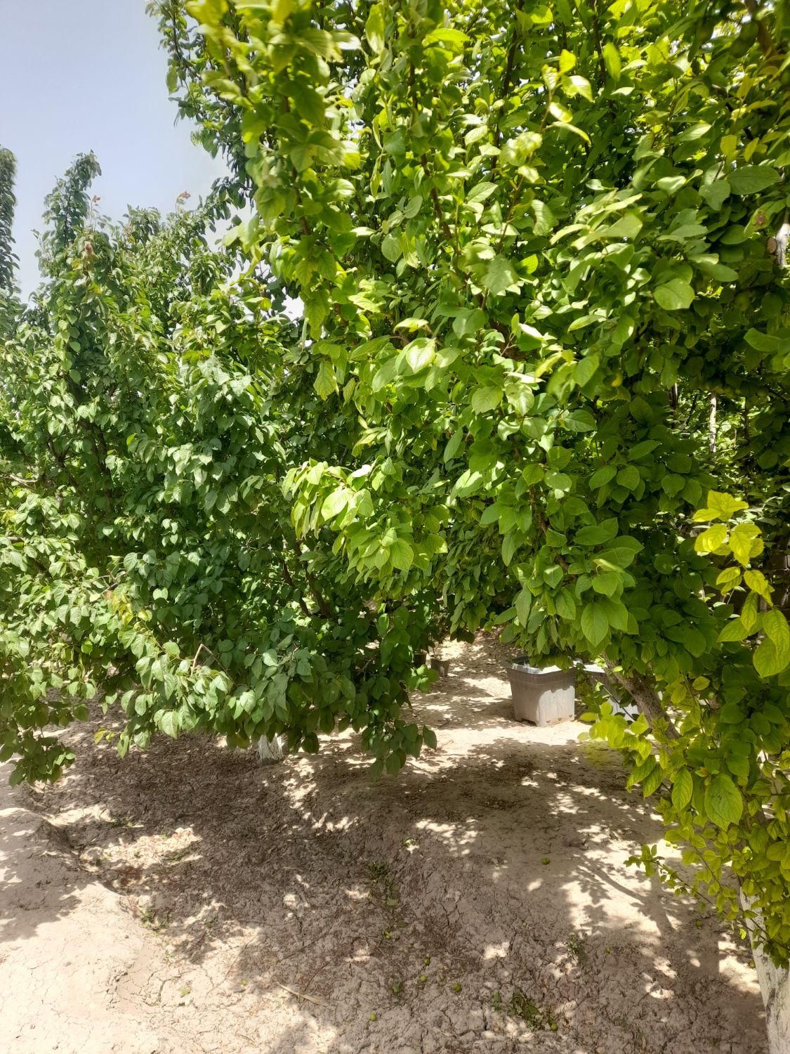 باغ و باغچه ۱۹۰ متری(چسبه بافته مسکونی)دارای برق|فروش زمین و ملک کلنگی|تهران, امیریه|دیوار