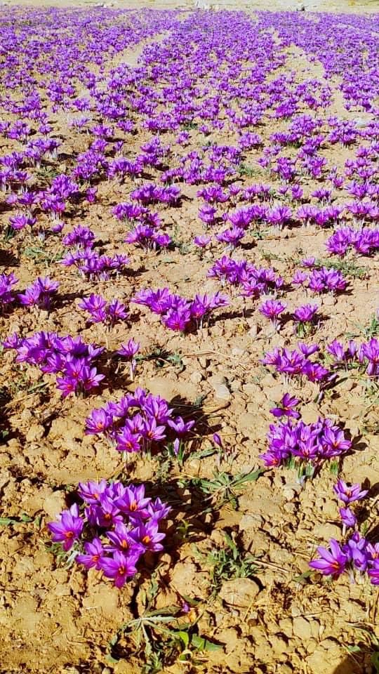 کارشناس برنامه کوددهی باغ و زمین کشاورزی|خدمات باغبانی و درختکاری|اصفهان, مصلی|دیوار