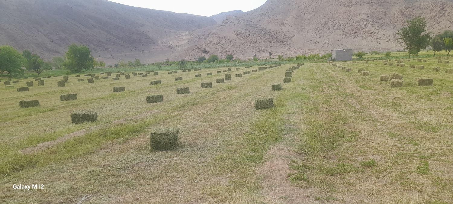 فروش یونجه پرس شده|خدمات باغبانی و درختکاری|خوی, |دیوار