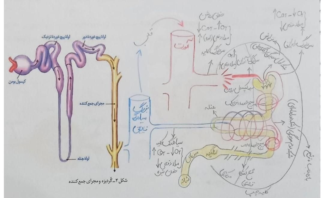 تدریس خصوصی زیست شناسی نهایی و کنکوری ( تضمینی )|خدمات آموزشی|تهران, خواجه نصیر طوسی|دیوار