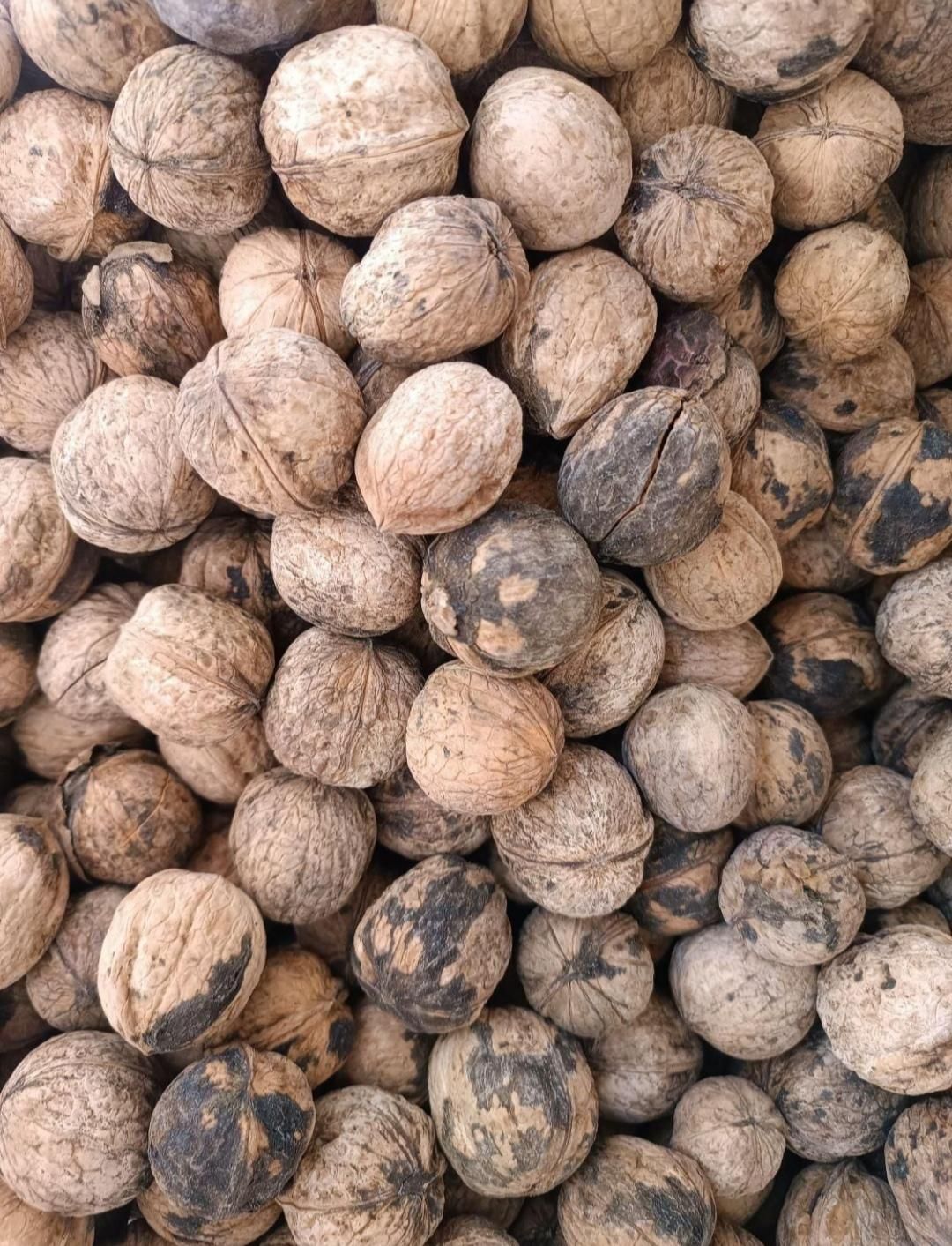 گردو|خوردنی و آشامیدنی|شیراز, شهرک گلها|دیوار