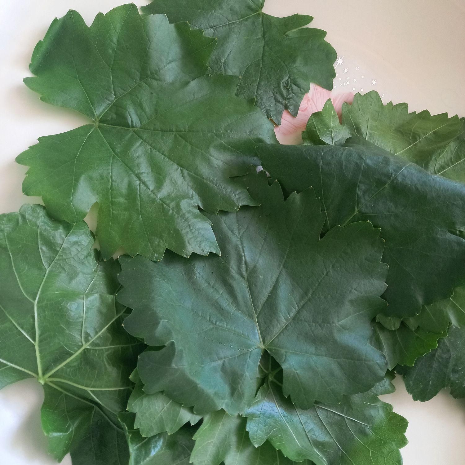 برگ مو|خوردنی و آشامیدنی|فلاورجان, |دیوار