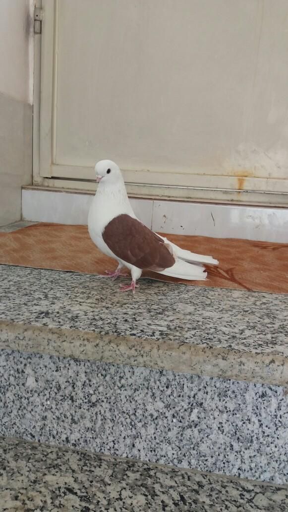 کبوتر دوکت|پرنده|فلاورجان, |دیوار