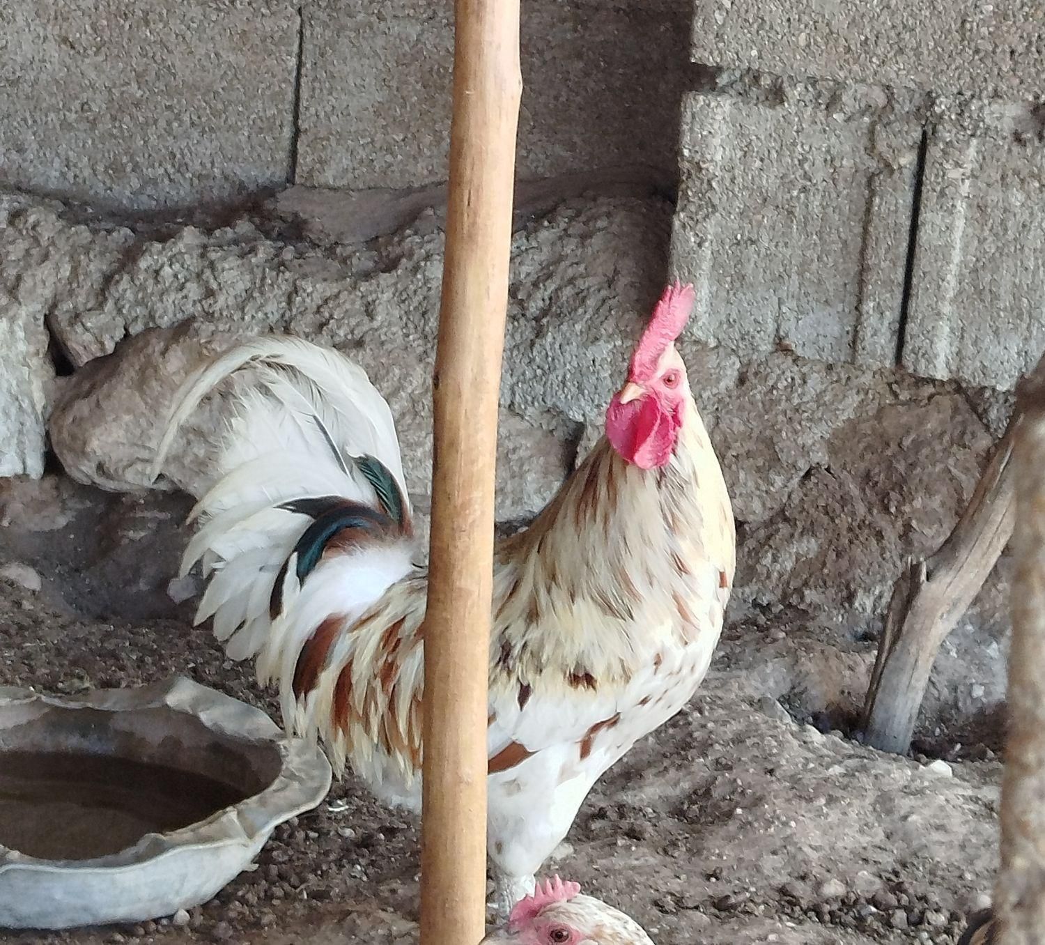 خروس گلین|پرنده|جم, |دیوار