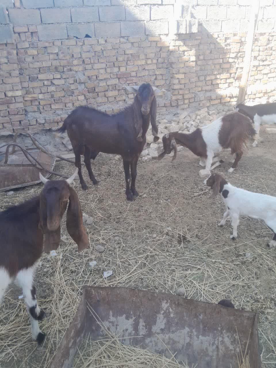 نربز پاکستانی|حیوانات مزرعه|سبزوار, عارف|دیوار