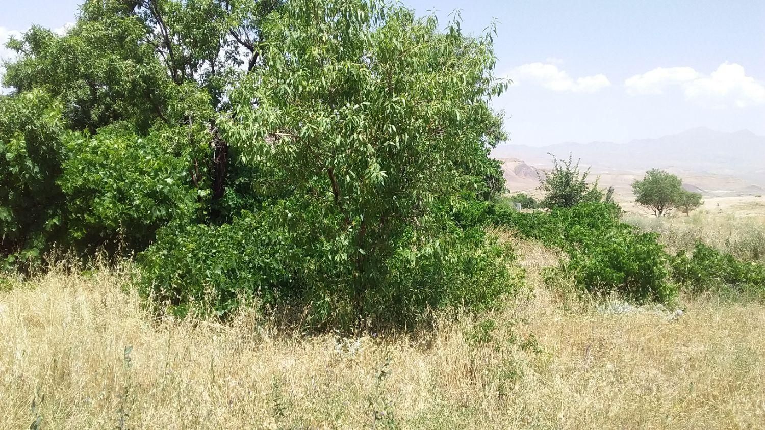 باغ در روستای هستیجان|فروش زمین و ملک کلنگی|دلیجان, |دیوار