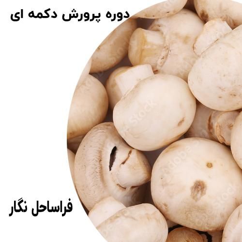 پرورش قارچ دکمه ای کسب و کار|خدمات آموزشی|تهران, نجات اللهی|دیوار