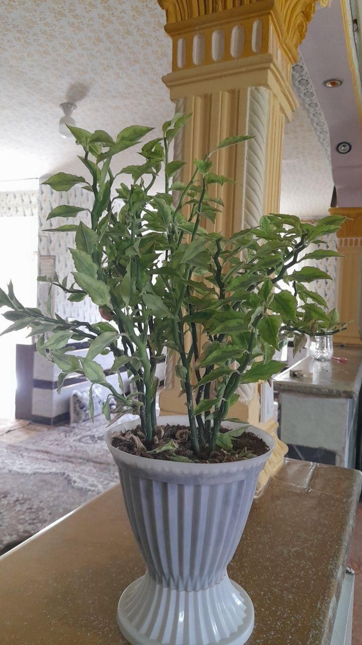 گل طبیعی|گل و گیاه طبیعی|دورود, |دیوار