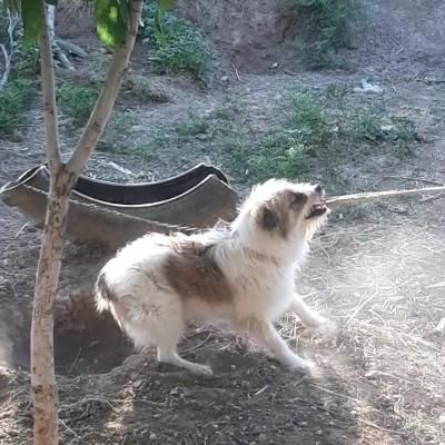 سگ نگهبان|سگ|کرمانشاه, |دیوار