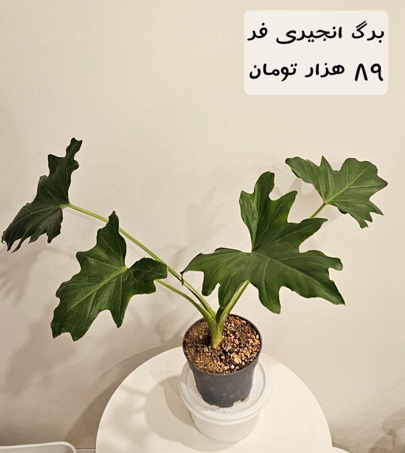 فروش گیاه برگ انجیری و رافیدو|گل و گیاه طبیعی|تهران, فرمانیه|دیوار