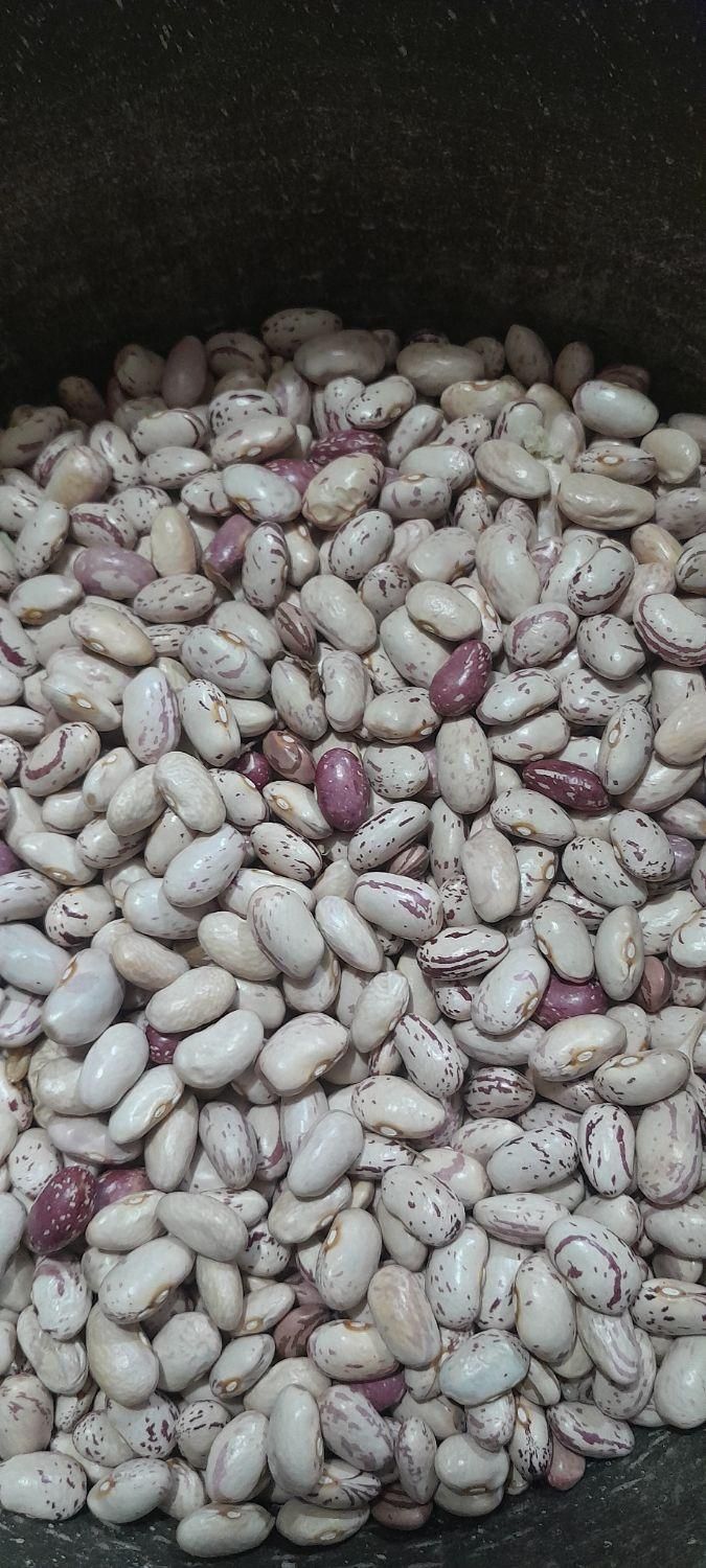 لوبیا خوراک محلی و درجه یک|خوردنی و آشامیدنی|خان ببین, |دیوار