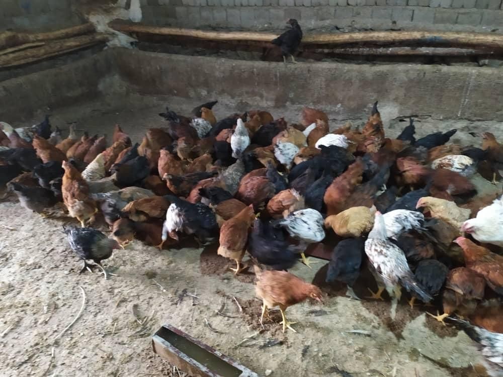 نیمچه مرغ گلپایگانی 4 و نیم ماهه دم تخم|حیوانات مزرعه|بانه, |دیوار