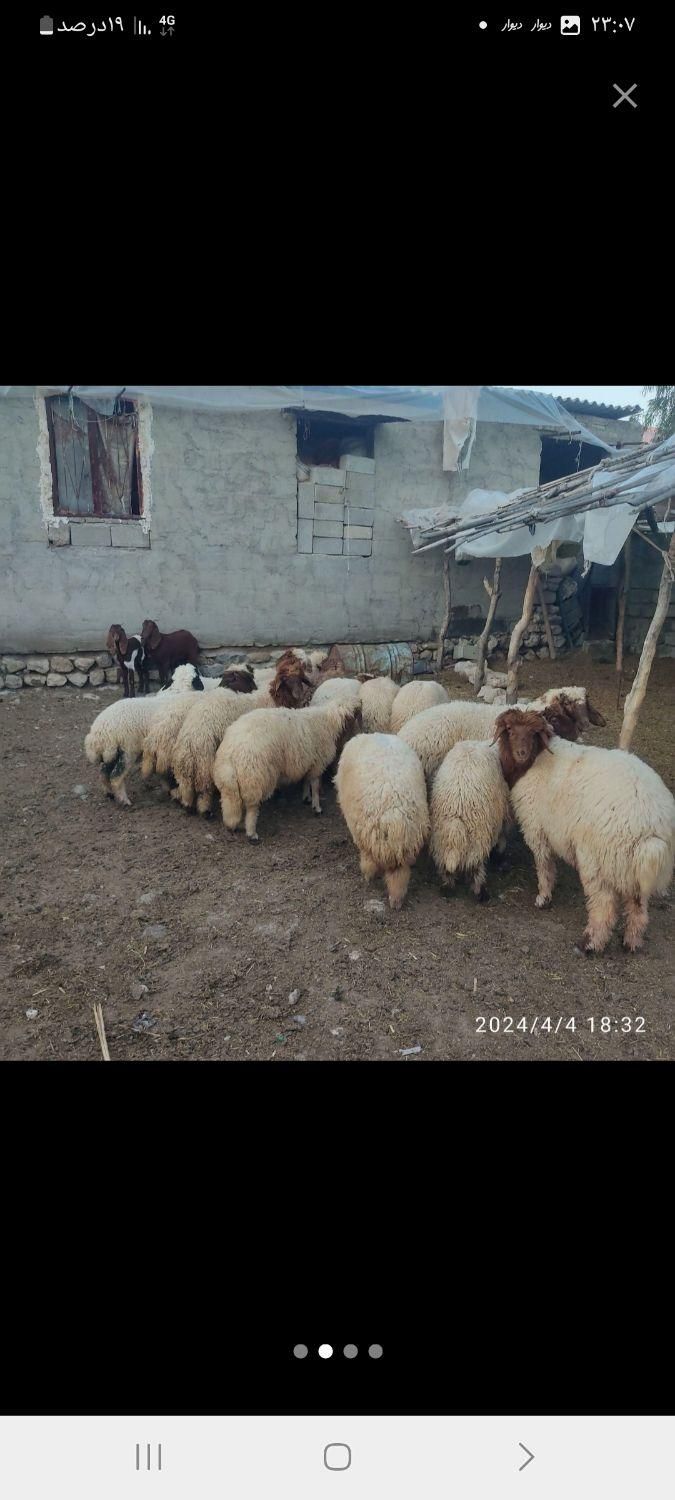 گوسفند و بره و میش در مهرشهر|حیوانات مزرعه|کرج, مهرشهر - فاز ۵|دیوار
