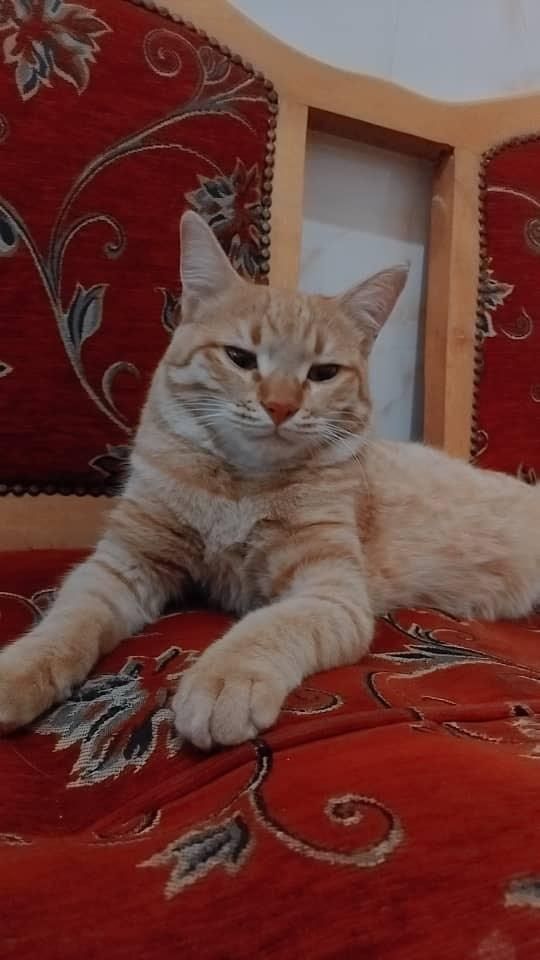 واگذاری رایگان گربه خانگی|گربه|ورامین, |دیوار