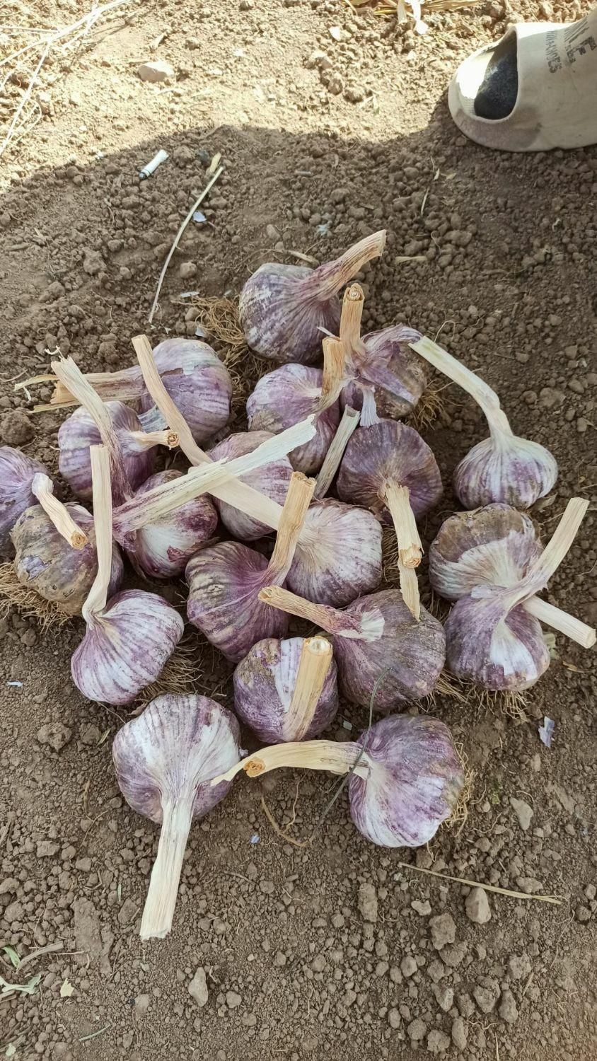 سیر بذری شاهیندژ|عمده‌فروشی|شاهین دژ, |دیوار