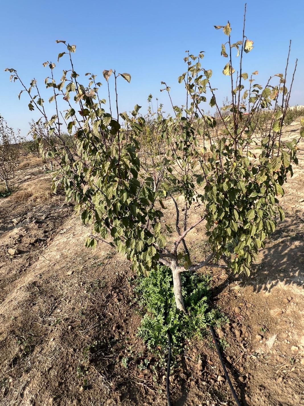 باغ وباغچه/۲۲۳/ شهرک مهستان/سندتک‌برگ|فروش زمین و ملک کلنگی|تهران, باغ خزانه|دیوار